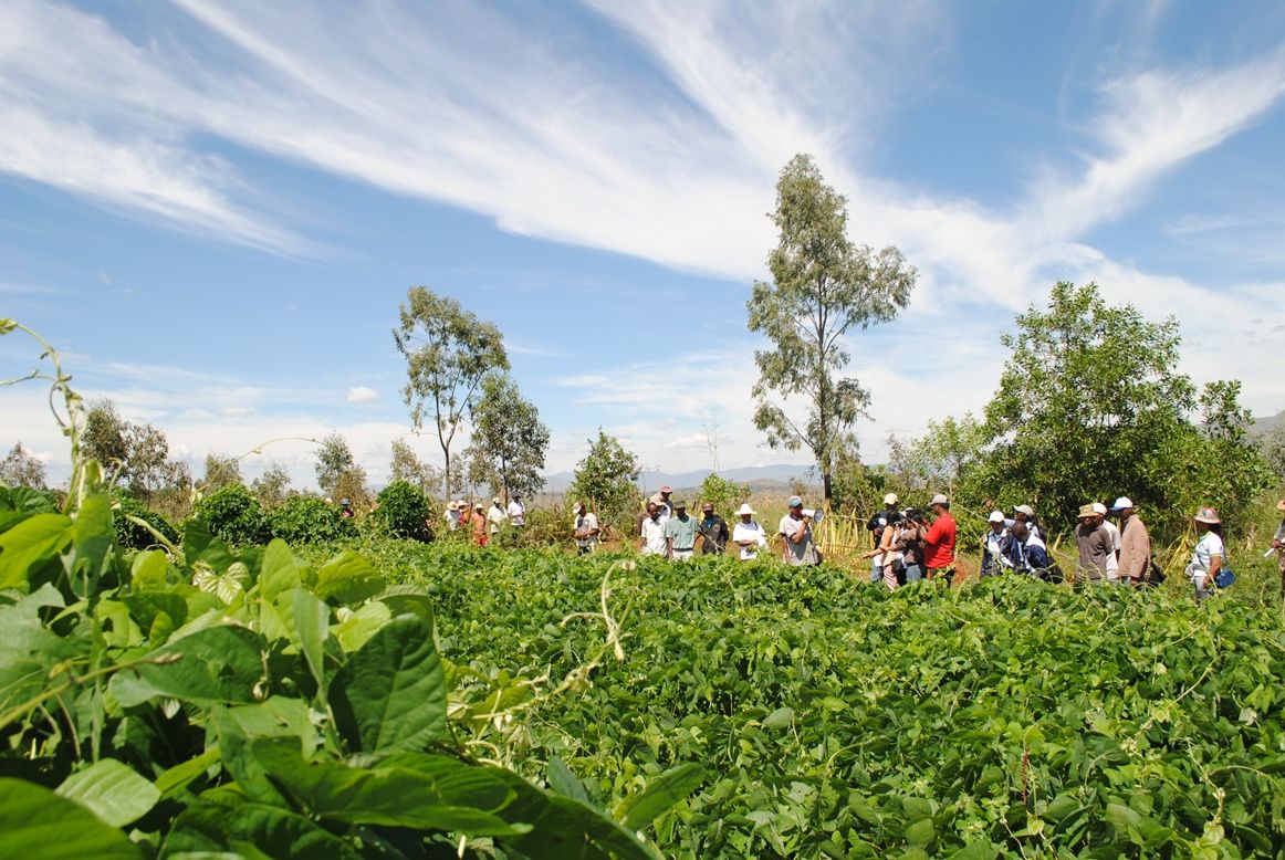 Sécurité alimentaire : quelle agriculture face au changement climatique ?